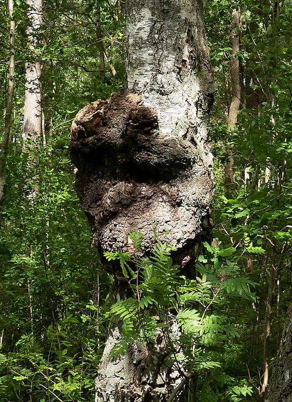 Bark-covered swelling continuous with a birch trunk, in situ; crop includes the entire visible burl