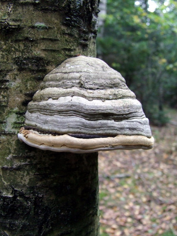 Hoof-shaped bracket attached to a tree, showing grey concentric zones on the upper surface