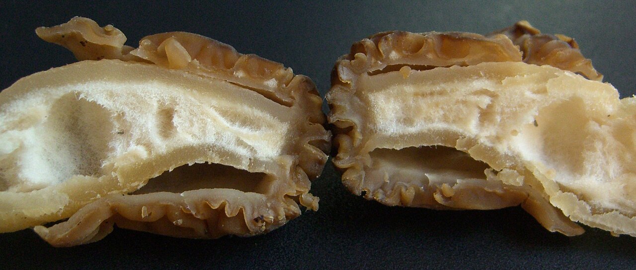 Longitudinal section through the cap and upper stem, arranged horizontally