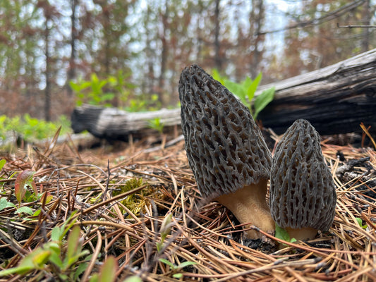 25g Pack of Premium A Grade Dried Morel Mushrooms – Perfect for Tasting
