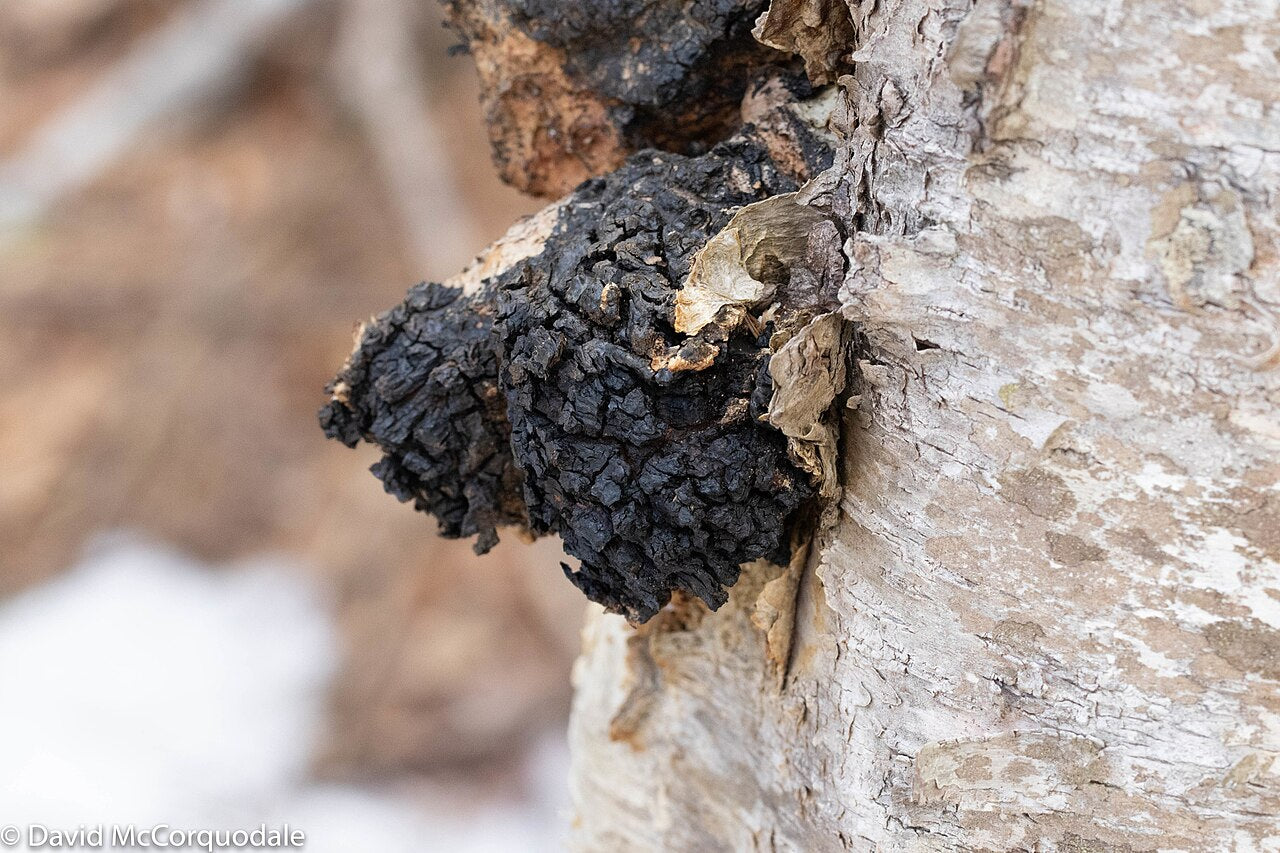 Black, cracked sterile growth protruding through birch bark, in situ