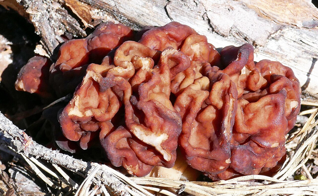 Unsectioned fruit body in situ, with a broad convoluted cap and a small visible portion of stem