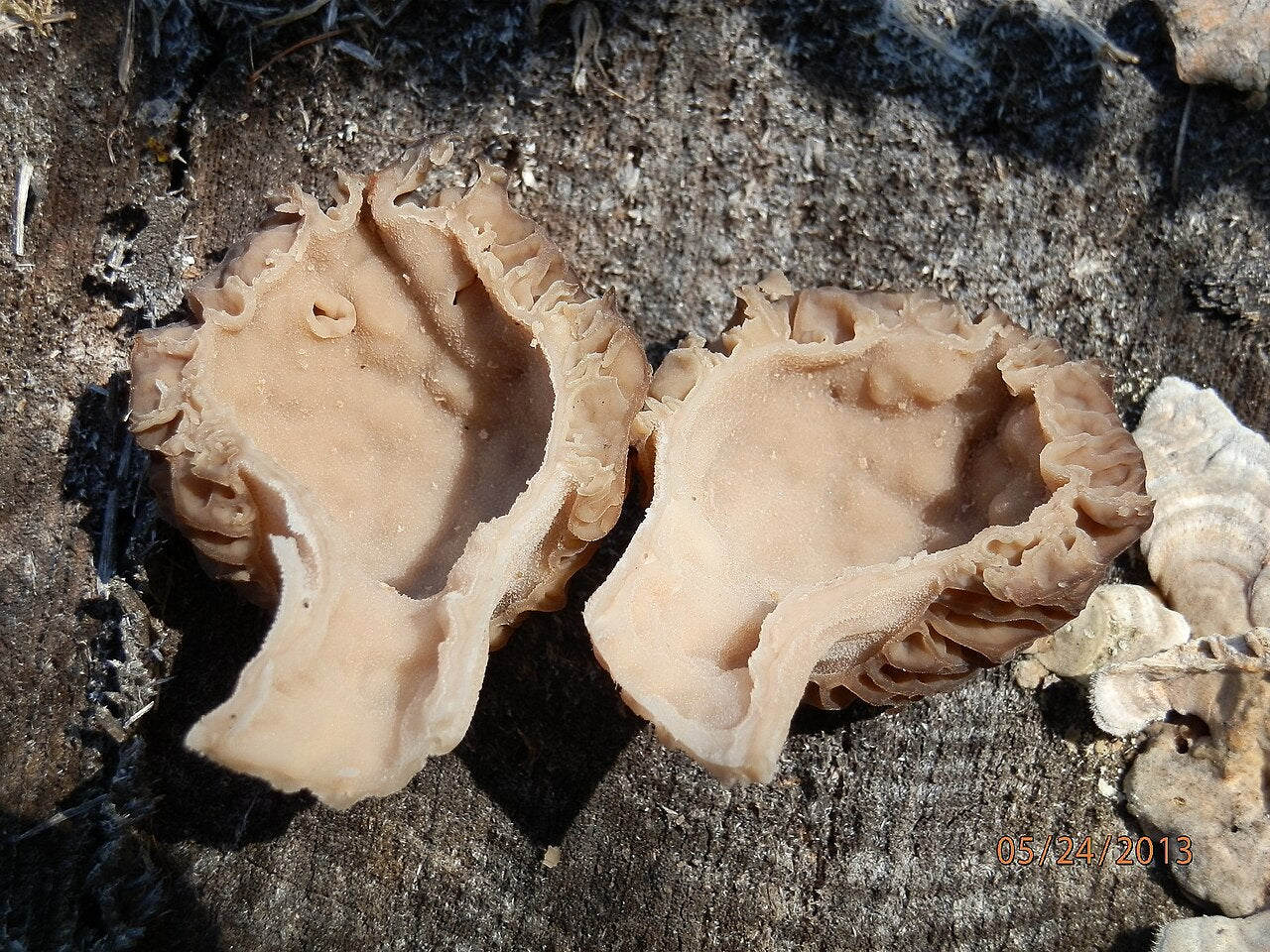Two halves of a longitudinally bisected true morel, laid on wood