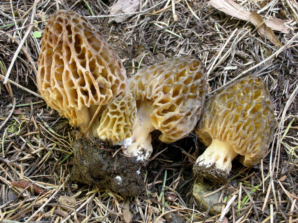 Whole fruit bodies arranged on forest litter; pitted caps prominent